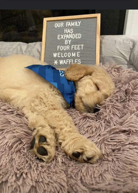 Goldendoodle puppy announcement Dog Announcement Puppies, New Puppy Announcement, Puppy Announcement Ideas Funny, Puppy Announcement Letterboard, Having Puppies Announcement, Puppy Anoucement, Dog Adoption Announcement, Dog Having Puppies Announcement, Pet Announcement