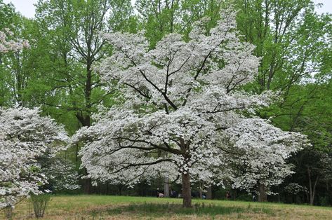 Cornus Florida, Flowering Dogwood, Dogwood Blooms, Florida Images, Dogwood Tree, Street Trees, Dogwood Trees, Specimen Trees, Ornamental Trees