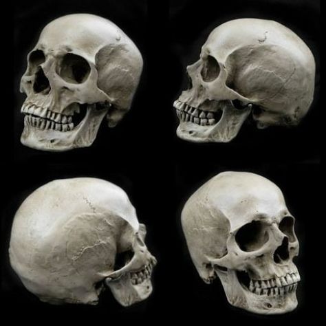 Skull For Drawing, Skull From Behind, Skull Reference Anatomy, Skull Photography, Skull References, Real Human Skull, Skull Human, Skull Anatomy, Skull Reference