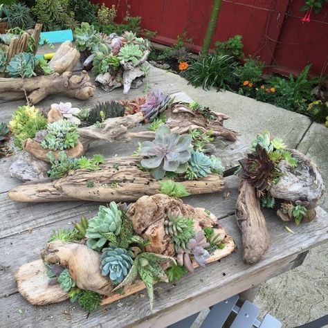 Ideas for ways to use driftwood that works with modern decor. #DIY #driftwood Driftwood Planters Diy, Driftwood Planters, Diy Driftwood, Driftwood Ideas, Driftwood Art Diy, Driftwood Projects, Driftwood Crafts, Hens And Chicks, Drilling Holes