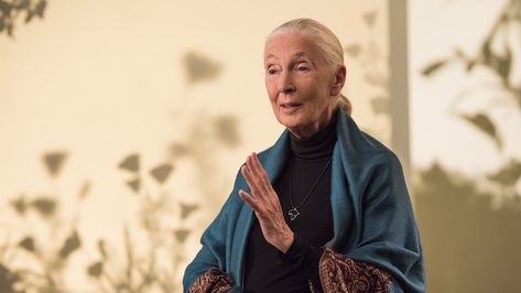 Jane Goodall - Masterclass Animal Intelligence, Conservation Of Natural Resources, Jane Goodall, Early Humans, Best Online Courses, Nuclear Energy, Great Ape, Teaching Assistant, Business Education