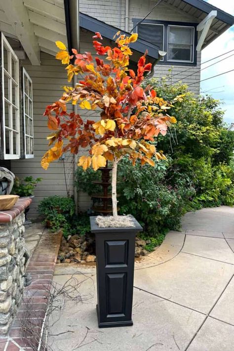 Easy DIY project to make a stunning faux fall tree that looks real! This project is perfect for anyone who wants to add a touch of fall to their home without having to worry about watering or maintaining a live tree Fall Porch Tree, Tall Planter Fall Decor, Faux Fall Planter Ideas, Faux Fall Tree, Porch Topiary, Tall Planter Boxes, Fall Topiaries, Fall Gardens, Artificial Tree Branches