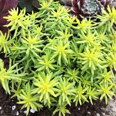 SEDUM_SUNSPARKLER_ANGELINAS_TEACUP_STONECROP_WG_SEDAT_02 Sedum Sunsparkler, Sedum Angelina, Teacup Plants, Stonecrop Sedum, Sedum Plant, Soil Conditioner, Dry Garden, Tiny Plants, Easy Care Plants