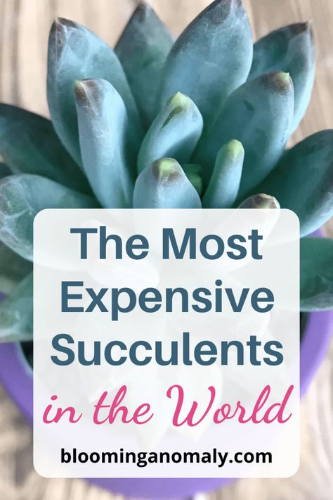 The Most Expensive Succulents in the World Rare Succulent Plants, Dessert Landscape, Dessert Landscaping, Urban Gardens, Propagating Succulents, Types Of Succulents, Hardy Plants, Rare Succulents, Plant Needs