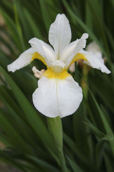 White Iris White Iris Bouquet, Iris White, White Iris Flower, Yellow Iris Flower, White Iris Flower Aesthetic, Iris Cristata, Xmas Gif, White Bearded Iris, White Iris