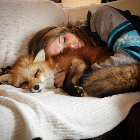 Red Fox Aesthetic, Stink Bug, Fox Pictures, Chin Length, Pet Fox, Cuddle Buddy, Fox Art, Cute Wild Animals, Cute Fox