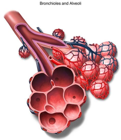 Bronchioles and Alveoli Human Body Lesson, Biology Diagrams, Medical Stickers, Study Biology, Basic Anatomy And Physiology, Medical Wallpaper, Med School Motivation, Biology Facts, Anatomy Models