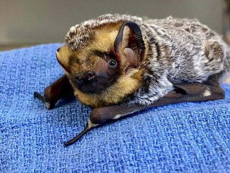 Bat Cute, Butterfly Bat, Bat Photos, Fox Bat, Bat Species, Bat Animal, Bat Art, Baby Bats, Interesting Animals