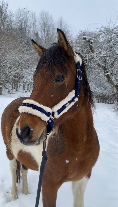 Horsey Life, Horse Riding Aesthetic, Winter Horse, Cute Horse Pictures, Equestrian Aesthetic, Paint Horse, Horse Aesthetic, Most Beautiful Horses, Horses And Dogs