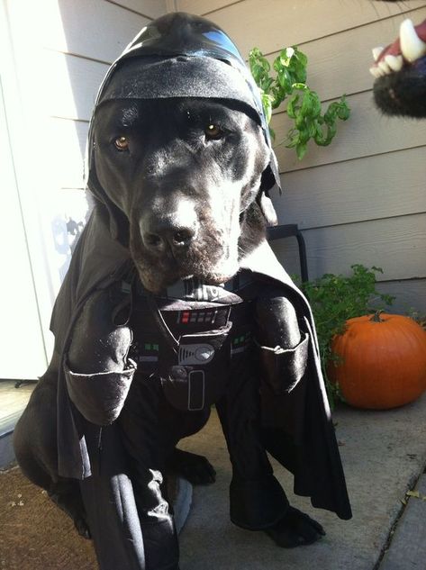 Harry Potter Halloween Costumes, Best Group Halloween Costumes, Cute Couples Costumes, Harry Potter Halloween, Harry Potter Costume, Lab Dogs, Black Labs, Halloween Costume Contest, Labrador Retrievers