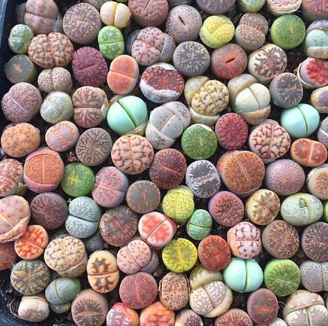 Shattered Plains, Lithops Succulents, Living Stones, Plant Wishlist, Succulent Seeds, Big Plants, Mini Succulents, Small Succulents, Rare Succulents