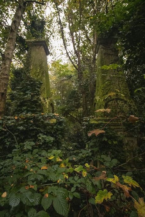 Overgrown Cemetery, Overgrown Nature, Overgrown Forest, Mythical Forest, Character Aesthetic Board, Overgrown Garden, Nick Drake, Things In Nature, Alt Aesthetic