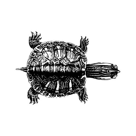 Red Ear Slider Turtle Tattoo, Painted Turtle Tattoo, Turtle Shell Tattoo, Red Ear Turtle, Western Painted Turtle, Tortoise Tattoo, New Tattoo Styles, Turtle Sketch, Seashell Tattoos