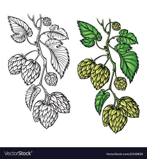 Hops Drawing, Sound Panels Design, Hop Tattoo, Hops Vine, Vine Drawing, Hop Flower, Humulus Lupulus, Vine Tattoos, Leaf Logo