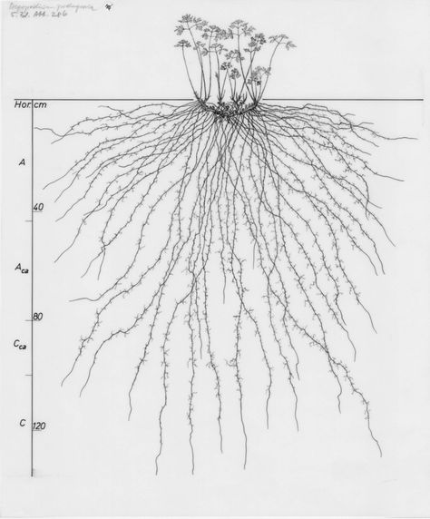 1,100 Delicate Drawings of Root Systems Reveals the Hidden World of Plants | Open Culture Roots Drawing, Scientific Drawing, Root Structure, Data Visualization Design, Root System, Plant Drawing, Plant Roots, Botanical Drawings, Nature Illustration