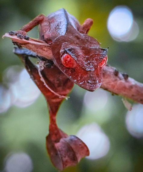 Leaf Tailed Gecko, Satanic Leaf Tailed Gecko, Badass Pictures, Cute Lizard, Amazing Animal Pictures, Dirty Memes, Feral Cats, Reptiles And Amphibians, Funny Animal Memes