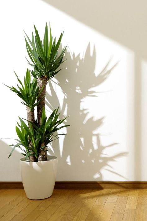 The recipe for a happy yucca is easy: Sun, sun, and more sun. Water sparingly and plant in a deep container to prevent the top-heavy woody stems from toppling over. Best Indoor Trees, Easy House Plants, Tanaman Indoor, Tanaman Pot, نباتات منزلية, Yucca Plant, Living Room Plants, Indoor Trees, Inside Plants