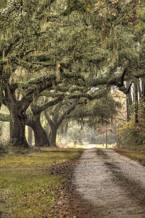 Oak Tree Photography, Photo Ciel, Southern Plantations, Live Oak Trees, Spanish Moss, Live Oak, Tree Photography, Back Road, Dirt Road