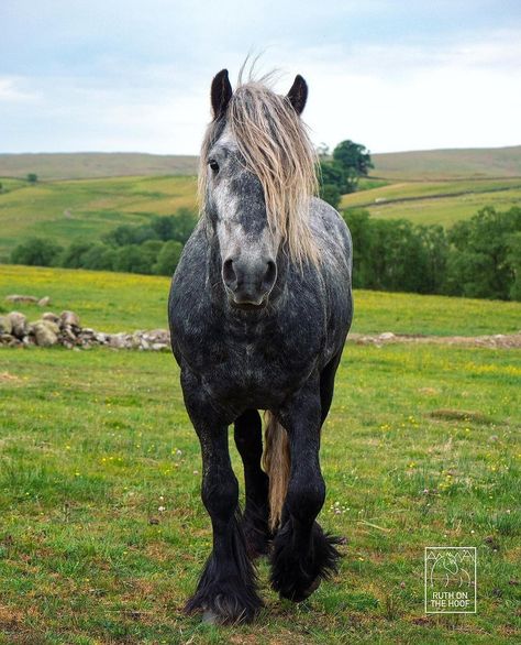 Fell Pony, Pony Breeds, Blue Roan, The Uk, Nativity, Red, Blue