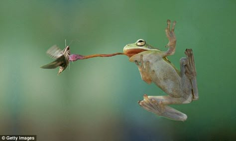 Gotcha! The frog’s tongue is able to capture an insect in under 0.07 seconds, five times faster than a human eye blink Frog Tongue, Frog Craft, Funny Animal Art, Minions Funny Images, Frog Eye, Frog Wallpaper, Frog Illustration, Frog Crafts, Frog Drawing