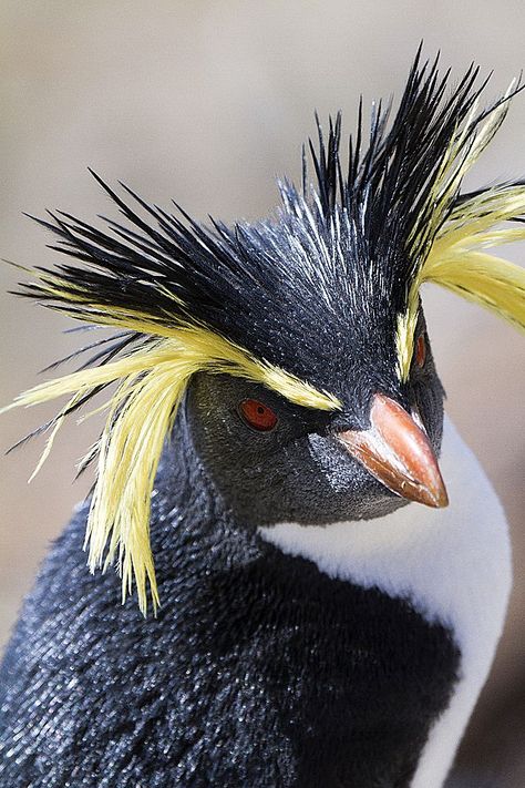 Nightingale Island & Inaccessible Island are remote points of the Tristan da Cunha archipelago in the South Atlantic Ocean Rockhopper Penguin, Kinds Of Birds, Incredible Creatures, Tristan Da Cunha, Exotic Birds, Sea Birds, Pretty Birds, Colorful Birds, Birds Of Prey