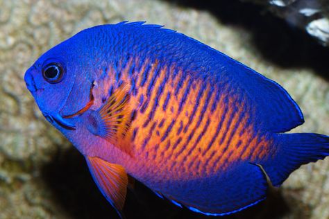 Coral Beauty, Two-spined Angelfish (Centropyge bispinosa), Indo-Pacific Most Beautiful Fish In The World, Beautiful Fish Ocean Life, Pretty Fish Ocean, Coral Beauty Angelfish, Coral Reef Fish Photography, Fish Under The Sea, Saltwater Fish Tanks, Butterfly Fish, Tropical Fish Aquarium