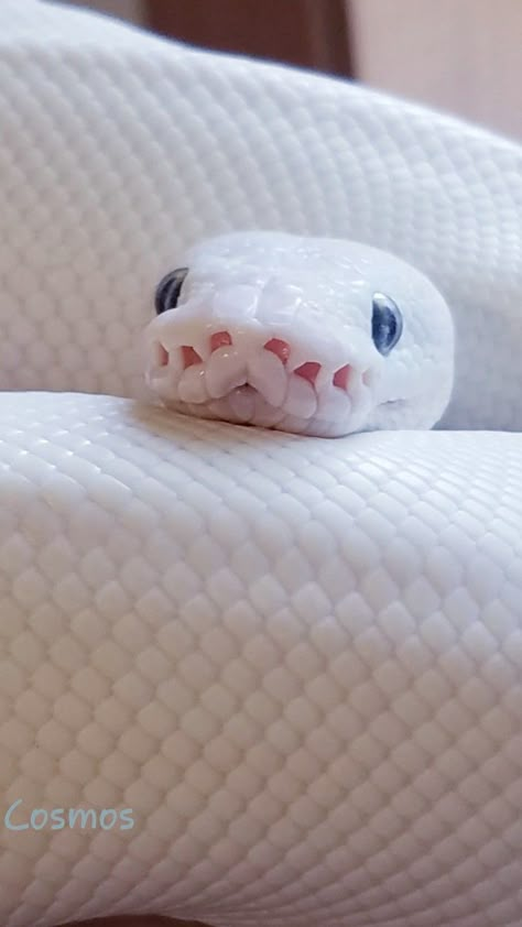 Snake Ball Python, Snakes Pet, Snake Pets, Ball Python Snake, Pet Halloween Costume, Snake Pet, Pet Aesthetic, Snake Terrarium, Pet Snakes