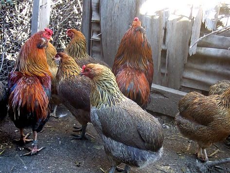 Araucana Chickens | Awesome Araucana Chicken Hatchery Americana Chickens, Chicken Hatchery, Barred Rock Chickens, Araucana Chickens, Breeds Of Chickens, Barred Rock, Hatching Chickens, Gamebirds, Best Egg Laying Chickens