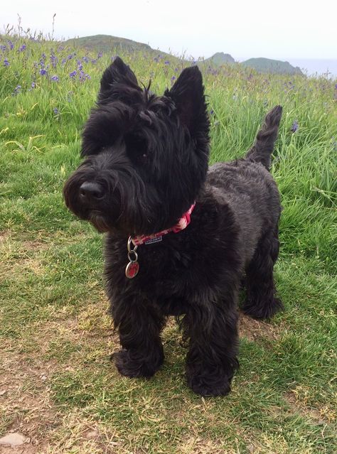 Black Westie? Scotty with Westie cut? Cute Scottie Puppies, Scottish Terrier Puppy, West Terrier, Scottie Terrier, Westie Puppies, Cairn Terriers, Scottish Terriers, Westie Dogs, Australian Shepherds