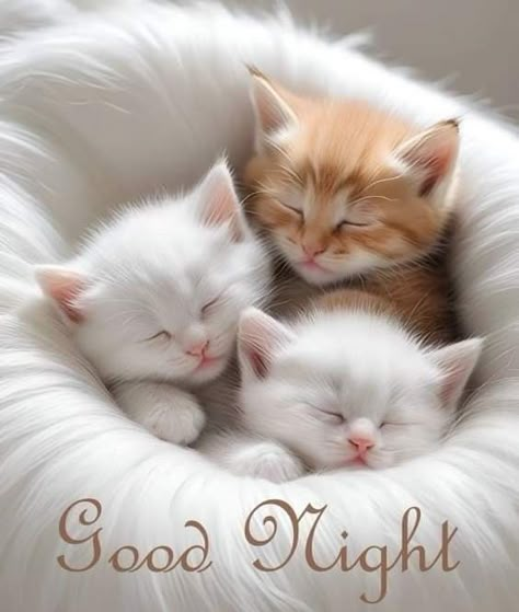 Good Night Cats, Night Blessings Quotes, Good Night Blessings Quotes, Cutest Kittens Ever, Good Night Cat, Cutest Kittens, Vintage Kitten, Good Night Funny, Morning Cat