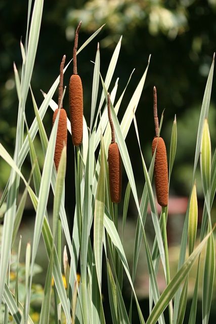 10 Invasive Pond Plants You Need to Know Cattails Plant, Swamp Flowers, Pond Reeds, Cattail Plant, Swamp Plants, Lake Plants, Wetland Plants, Grass Plants, Natural Swimming Ponds