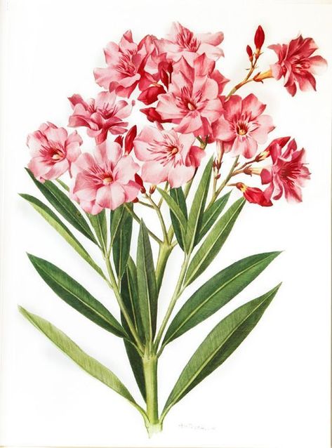 Nerium Oleander, Purple Flowers Garden, Botanical Flowers Print, Poster Pink, Vintage Flower Prints, French Floral, Plant Drawing, Flowers Vintage, Botanical Painting