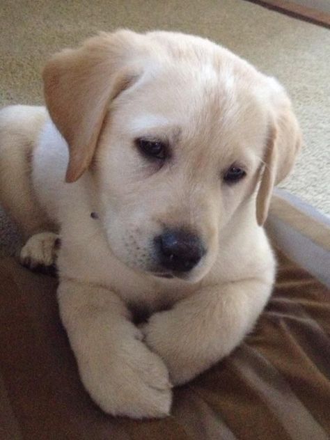 Labra Dog Puppy, Labrador Noir, Yellow Labs, Lab Puppy, Popular Dog Breeds, Labrador Retriever Puppies, Yellow Labrador, Labrador Retrievers