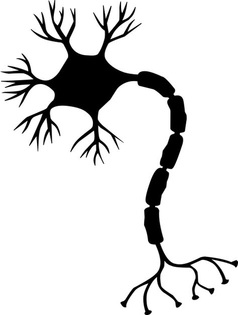 👉 If you find this image useful, you can make a donation to the artist via PayPal by pressing a "coffee" button under any of his images on pixabay website! #free #image #Illustration #graphics Brain Cell Tattoo, Nerve Cell Drawing, Nerve Tattoo, Nerve Drawing, Neuron Illustration, Neuron Drawing, Brain Neurons, Clock Tattoo Design, Brain Art