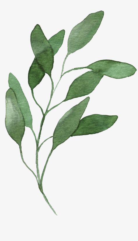 Leaf Decoration, Watercolor Green, Leaf Illustration, Watercolor Png, Leaf Images, Leaf Drawing, Watercolor Plants, Plant Painting, Watercolor Leaves