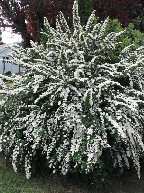 snow mound, Spirea White Flowering Shrubs, French Country Garden Decor, Cheyenne Wyoming, Country Garden Decor, Magic Garden, French Country Garden, Garden Route, Meteor Garden 2018, Olive Garden