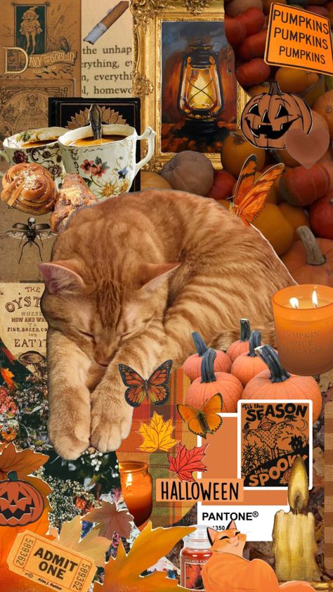 Orange Cat Background, Fall Cat Wallpaper, Chromebook Wallpaper, Halloween Cozy, Wallpaper Gatos, Cats Anime, Fall Cat, Kitty Funny, Halloween Kitty