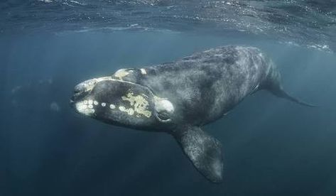 North Atlantic Right Whale, Southern Right Whale, Right Whale, Baleen Whales, Gray Whale, Underwater Animals, Dangerous Animals, Iphone Wallpaper Themes, Bird Tree