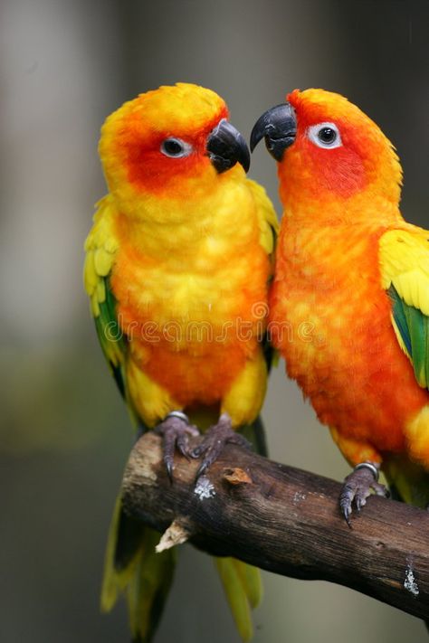 Conure Bird, Conure Parrots, Sun Conure, Most Beautiful Birds, Parrot Bird, Bird Pictures, Exotic Birds, Pretty Birds, Colorful Birds