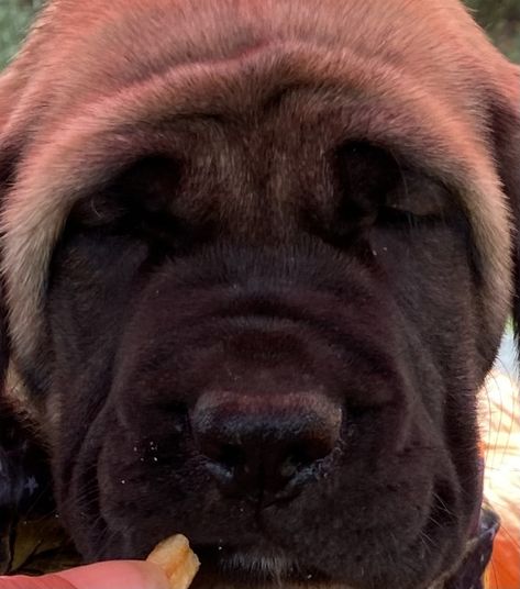 English Mastiff Puppies For Sale | Patriot, OH Jindo Puppy, Bullmastiff Puppies For Sale, North American Mastiff, Mastiff Puppies For Sale, Old English Mastiffs, Mastiff Dogs Neopolitan, English Mastiff Puppies, Mastiff Mix, Mastiff Breeds