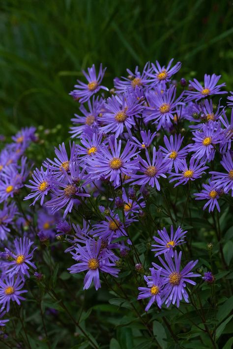 Aster Aesthetic, Purple Aster, September Wedding Flowers, White Flowering Plants, Ornamental Cabbage, Aster Flower, Popular Flowers, Purple Daisy, Chrysanthemum Flower