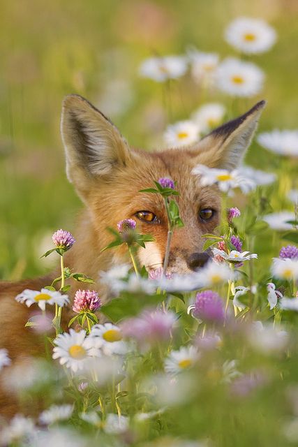 Photographer: Jeff Dyck ~ "Fox in the Flowers" ~ "I was set-up in the long grass at the edge of the water at a local marsh trying to photograph Black Terns fishing when I heard something right behind me - startled, I turned and found this young fox walking through the grass about 6 feet from me! He moved about 20 feet past me then turned back to check me out. I had an 800mm lens mounted and was unable to get the entire fox in the shot, but ended up with this portrait." ~ Beautiful! ♥ Good Morning Nature Images, Young Fox, Fantastic Fox, Orange Aesthetic, Wild Dogs, Cute Fox, 영감을 주는 캐릭터, Red Fox, Nature Images