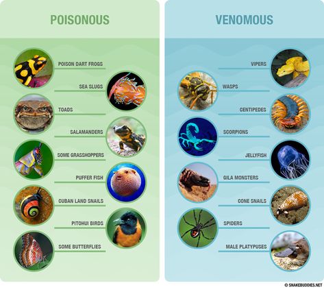 List of animals that are poisonous or venomous. Full article at http://snakebuddies.net/2014/08/18/did-you-get-stung-by-a-poisonous-snake/ Poison Animals, Bird Spider, Poisonous Animals, Venomous Animals, The Day We Met, Spider Venom, Poisonous Snakes, Gila Monster, Cool Snakes