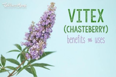 Vitex or Chaste Tree Benefits for Female Health | Wellness Mama Chaste Tree Benefits, Chasteberry Benefits, Vitex Benefits, Vitex Tree, Herb Benefits, Benefits Of Berries, Chaste Tree, Wellness Mama, Healing Remedies