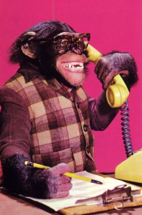 Call centre chimp is waiting to speak with you. Monkey See Monkey Do, Monkey Pictures, Monkey Art, A Monkey, Monkeys Funny, Monkey Business, On The Phone, Wearing Glasses, Primates