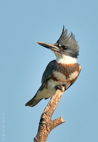 MARTÍN PESCADOR King Fisher Illustration, Ontario Birds, Belted Kingfisher, King Fisher, Bird Identification, Kingfisher Bird, Bird Carving, North Vancouver, Animal Behavior