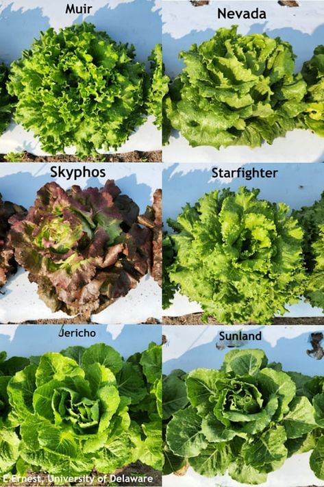 Heat Tolerant Lettuce Varieties and Preparing for Fall Lettuce Planting | Weekly Crop Update Lettuce Varieties, How To Harvest Lettuce, Veg Patch, Head Of Lettuce, University Of Delaware, Fall Plants, Mulch, Fall Harvest, Delaware