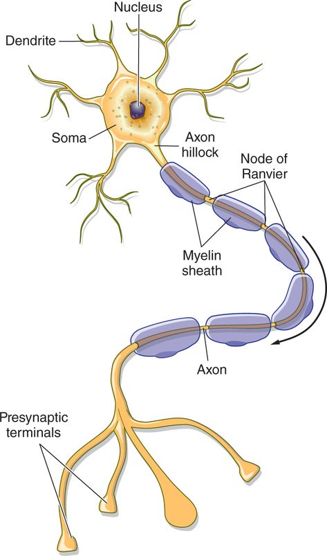 Nervous System Anatomy, Health And Food, Sistem Saraf, Biology Projects, Study Biology, Biology Classroom, Basic Anatomy And Physiology, Nurse Study Notes, Food Education