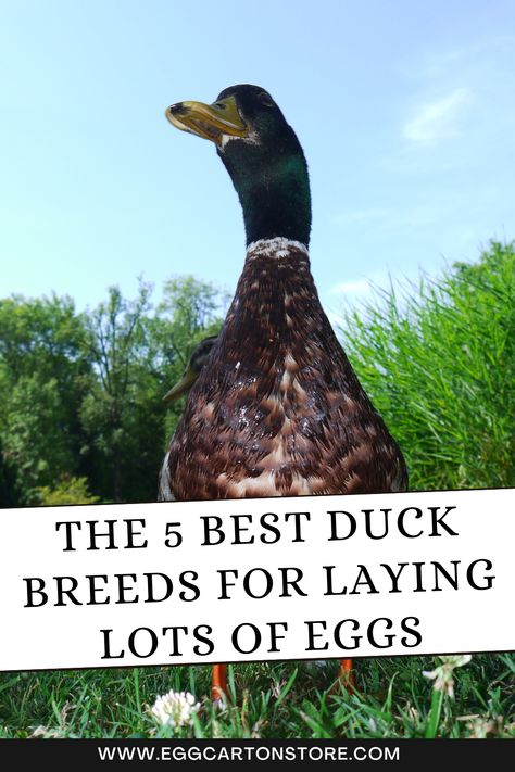 In this article, we’ll explore the top 5 duck breeds known for their remarkable egg-laying abilities. Welsh Harlequin Duck, Khaki Campbell Ducks, Best Egg Recipes, Duck Breeds, Raising Ducks, Runner Ducks, Egg Packaging, Duck And Ducklings, Duck Eggs