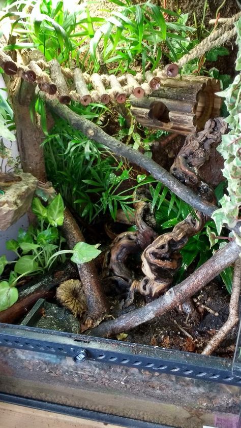 Rough Green Snake Enclosure, Tokay Gecko Enclosure, Crested Gecko Vivarium Ideas, Created Gecko Enclosure, Gecko Vivarium Ideas, Mexican Black Kingsnake Enclosure, Crested Gecko Enclosure Ideas, Whites Tree Frog Enclosure, Anole Terrarium